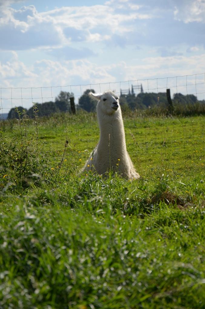Lama 2012 08 25 903