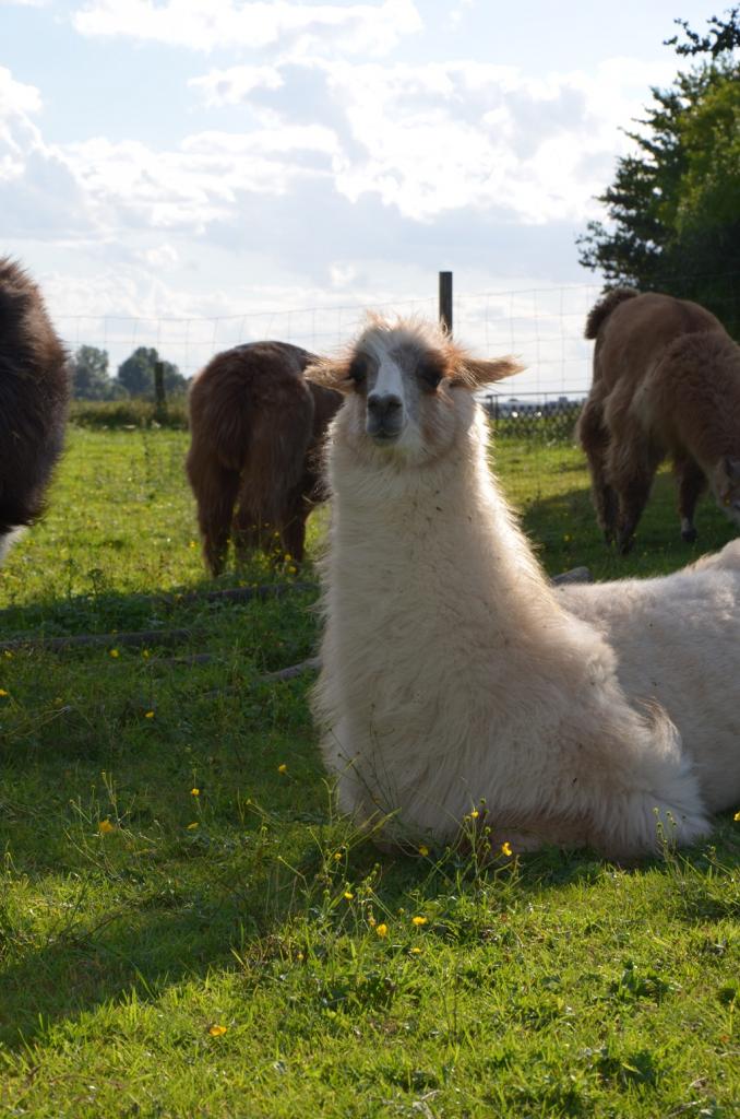 Lama 2012 08 25 908