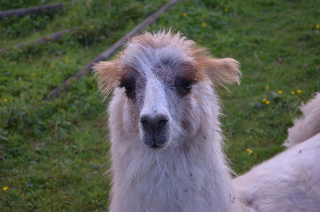 Lama 2012 08 25 920