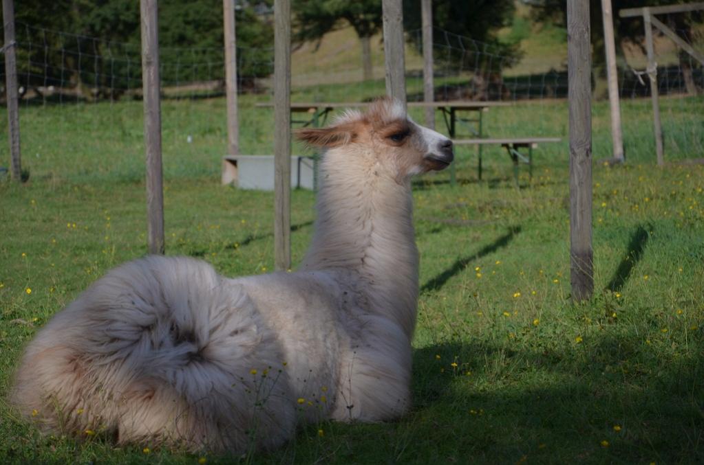 Lama 2012 08 25 927
