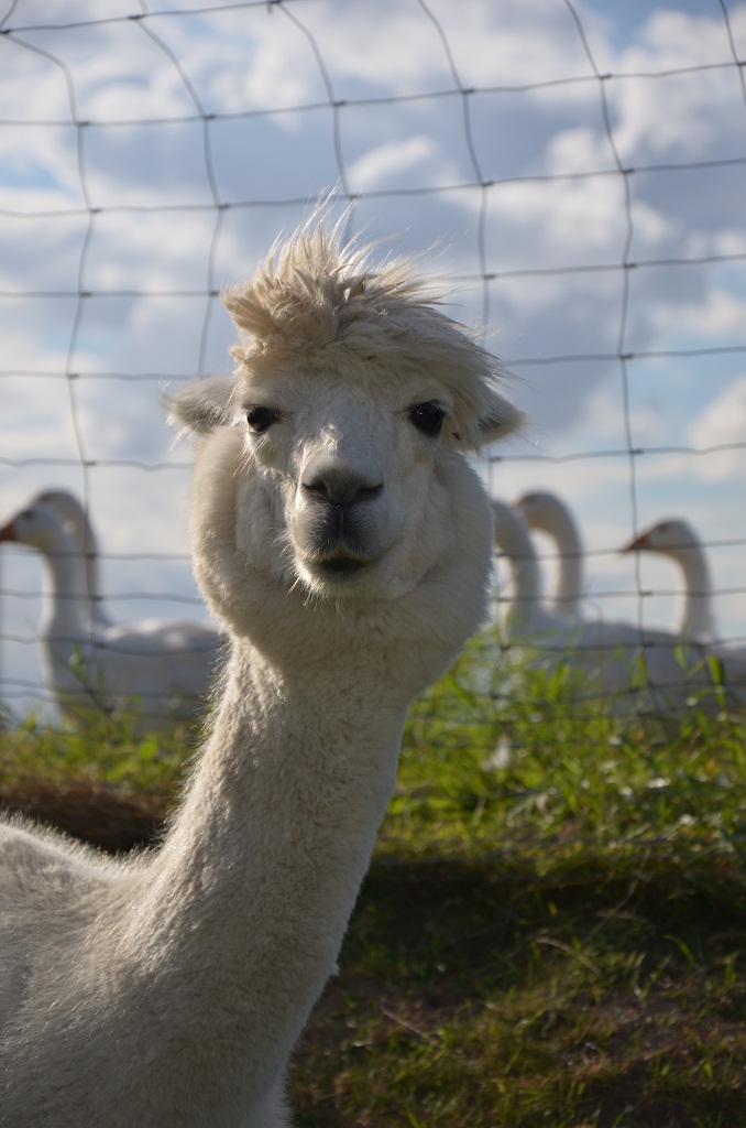 Lama 2012 08 25 934