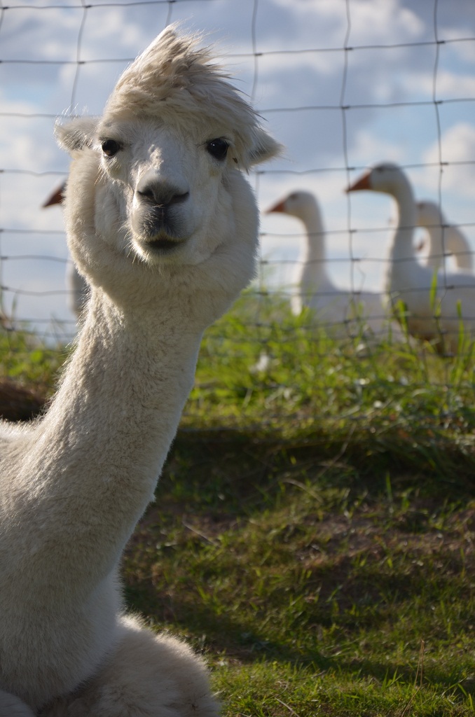 Lama 2012 08 25 935