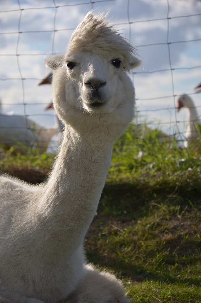 Lama 2012 08 25 936