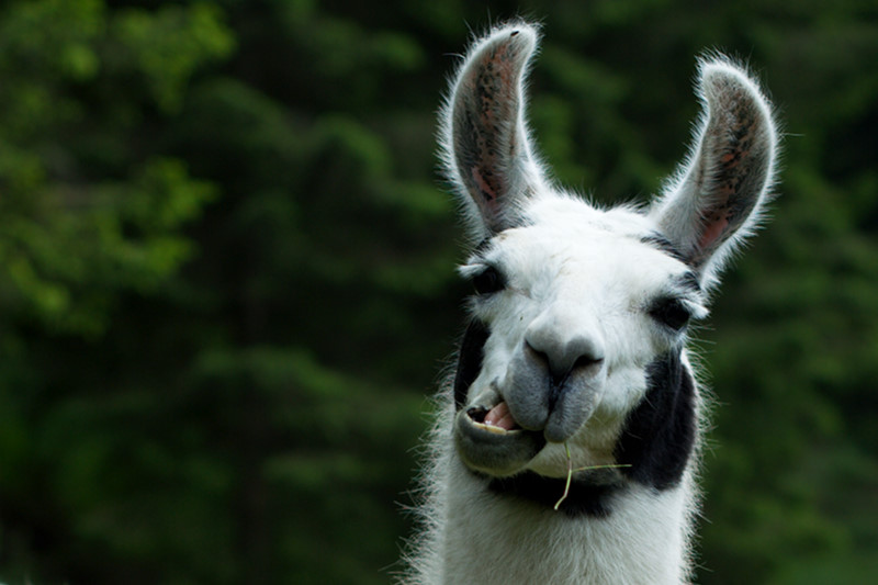 Lama (Kopfportrait)