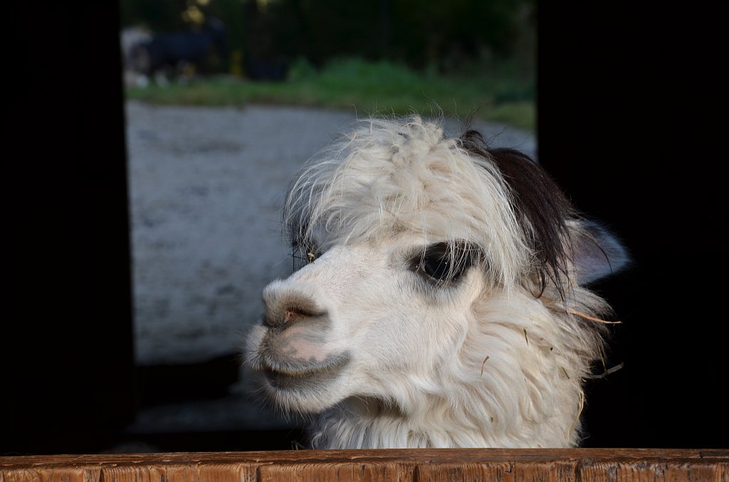 Lama