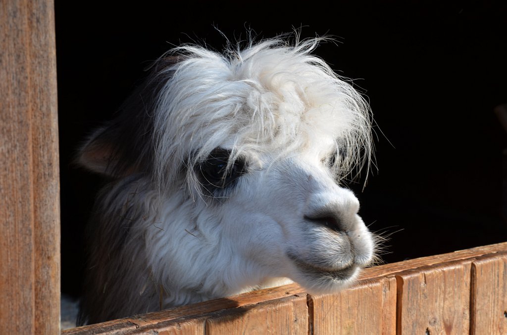 Lama