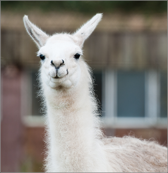 Lama