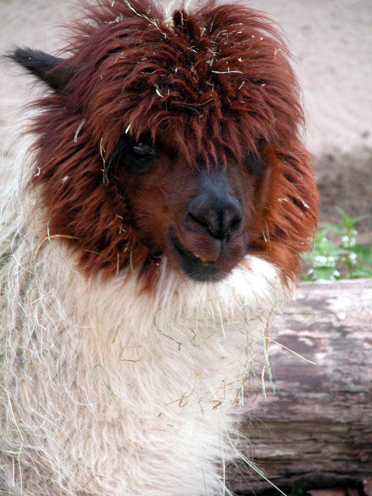 lama