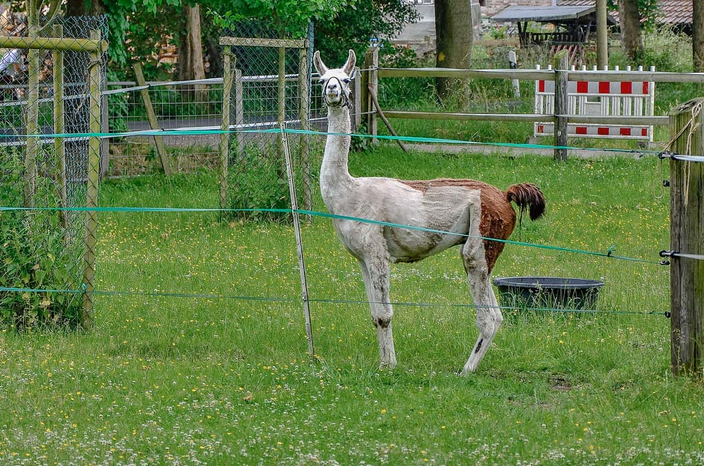 Lama