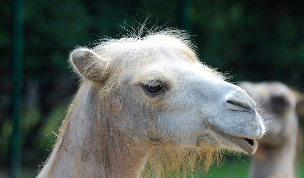 Lama