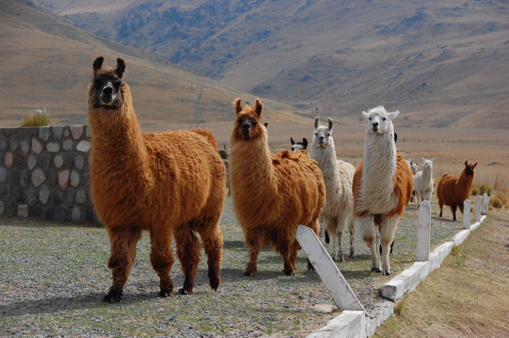 Lamaherde im chilenischen Hochland
