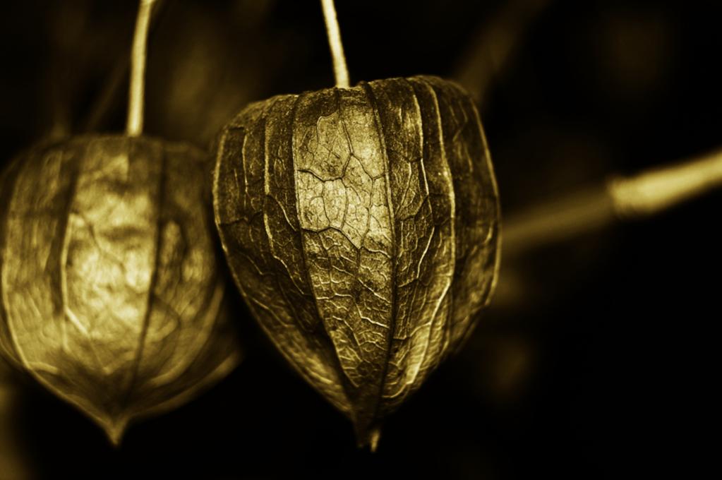 Lampignon Blume