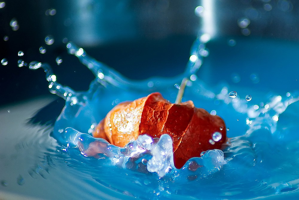 Lampignon schwimmt auch
