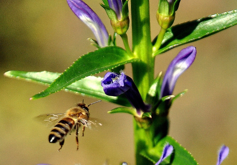 Landeanflug