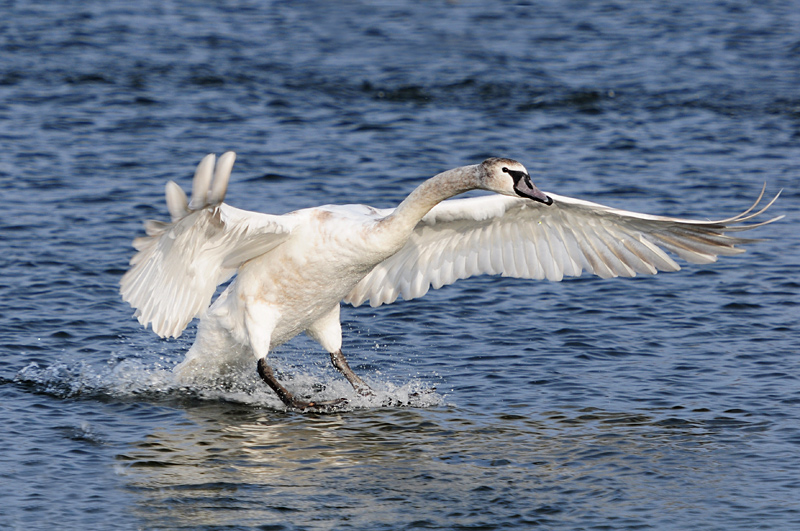 Landender Schwan