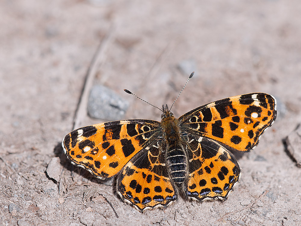 Landkartchen 1. Gen 2014 03 30 01