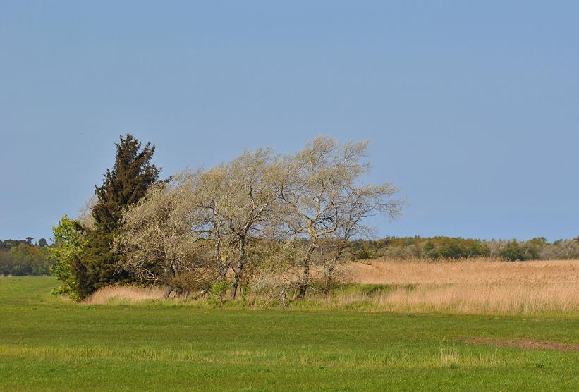 Landschaft Fischland Darß - Nähe Meiningenbrücke, Mai 2011