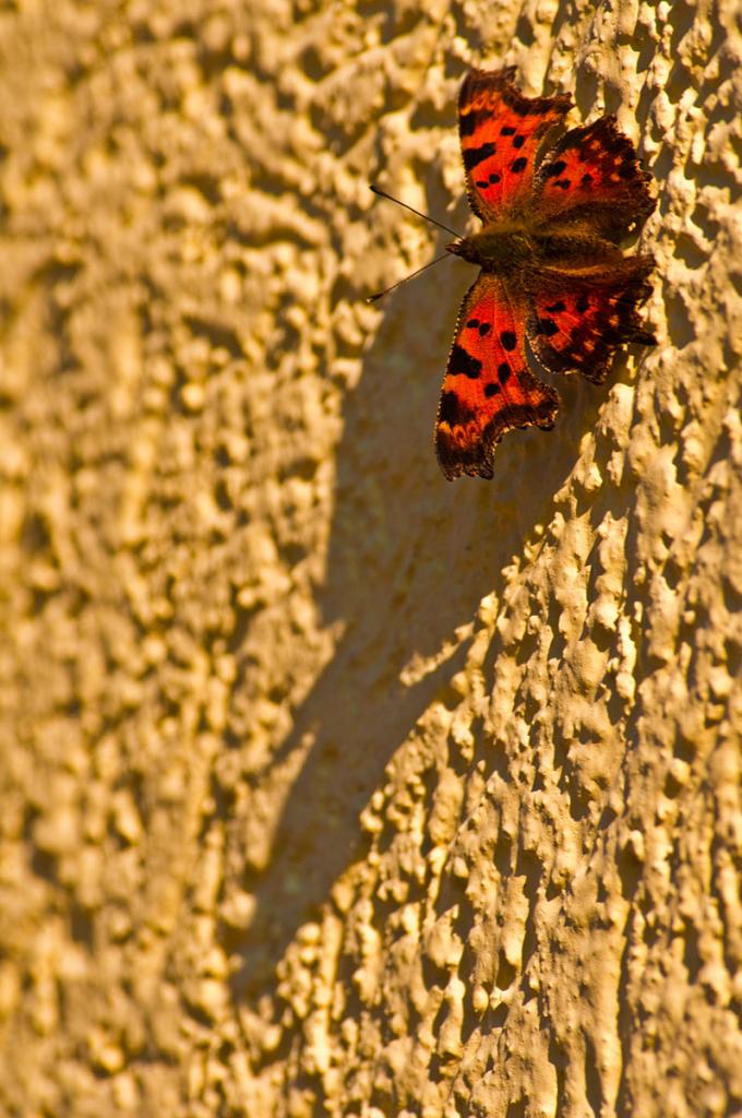 Langer Schatten

1. Dezember 2013, 1/500", +0,7 EV;

Nikon D300s, AF-S 2,8/300mm + TC 20E III; f4, VR ON,