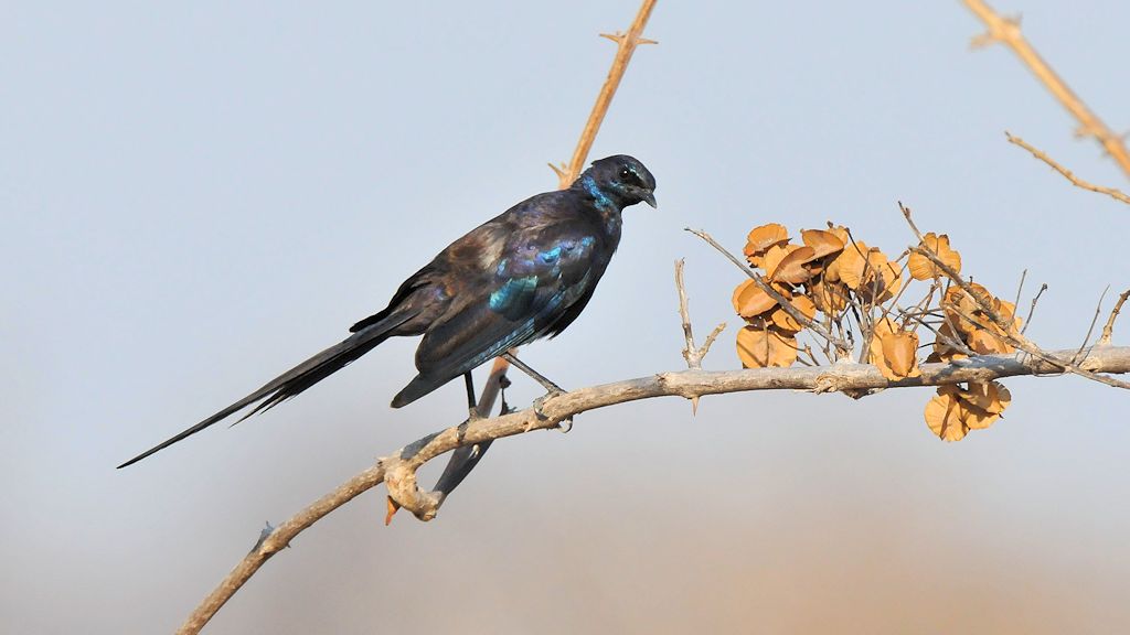 Langschwanz Glanzstar
Southern Long-tailed Starling
9770