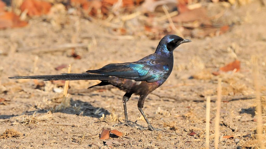 Langschwanz Glanzstar
Southern Long-tailed Starling
9773