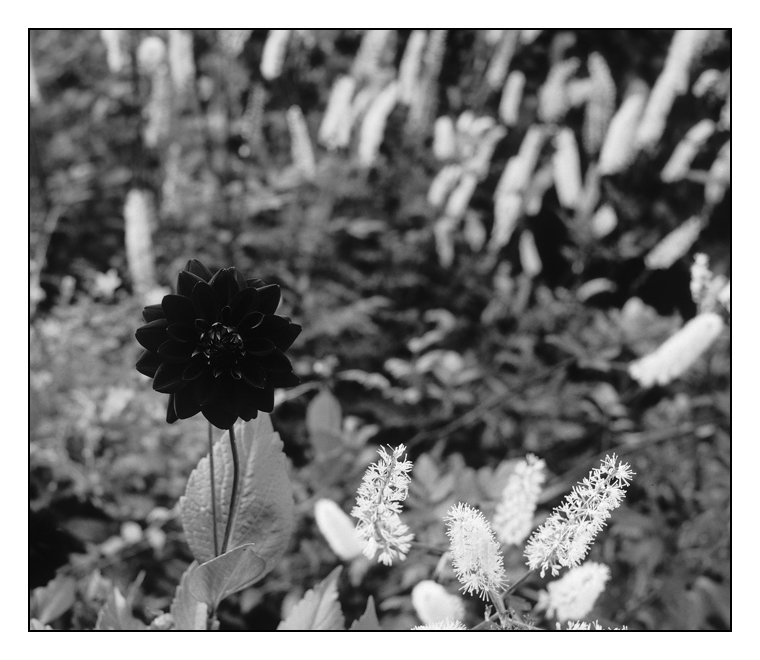 Lanhydrock7