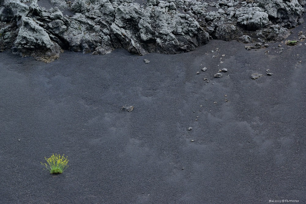 Lapalma (1)