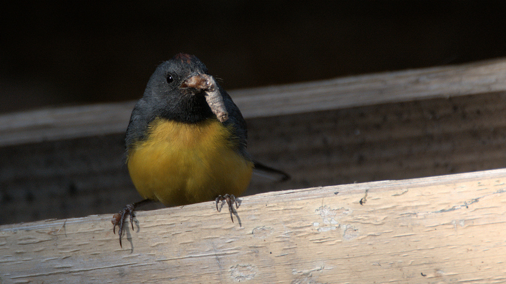 Larven-Waldsänger (Slate-throated whitestart)
1165