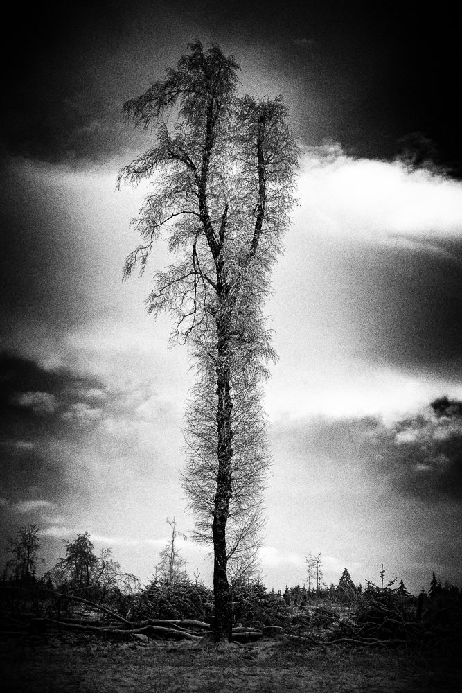 Last Tree Standing