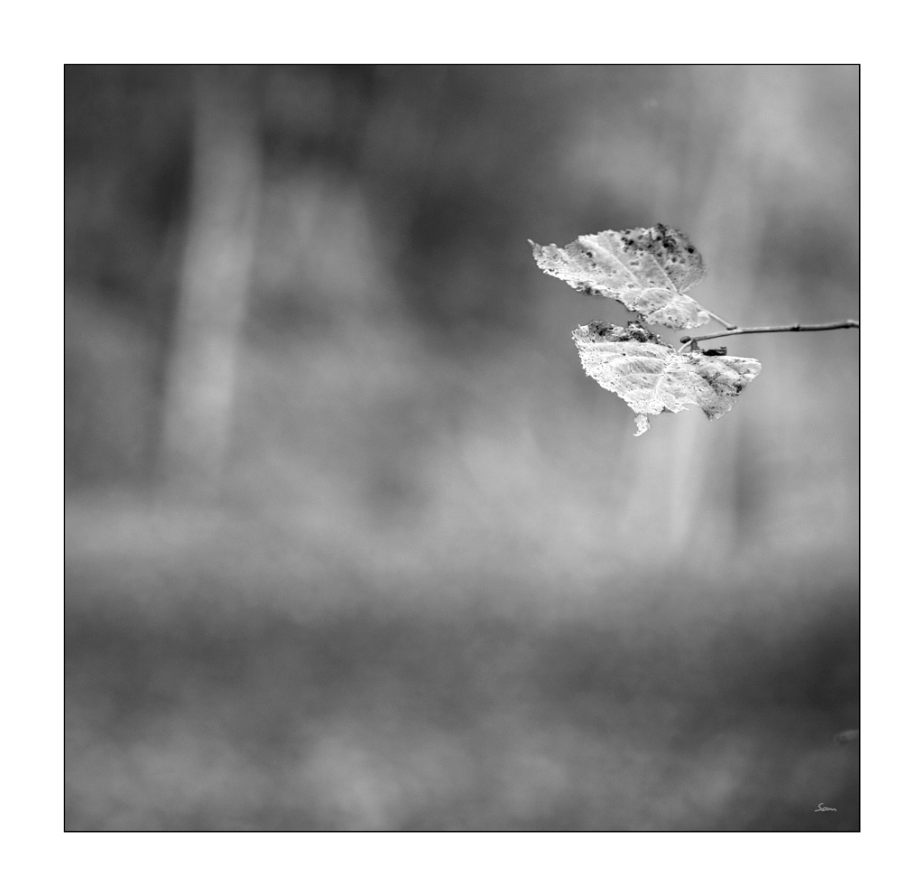 LastDSC 7835