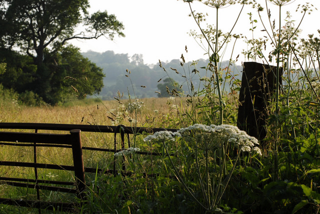 late summerfields