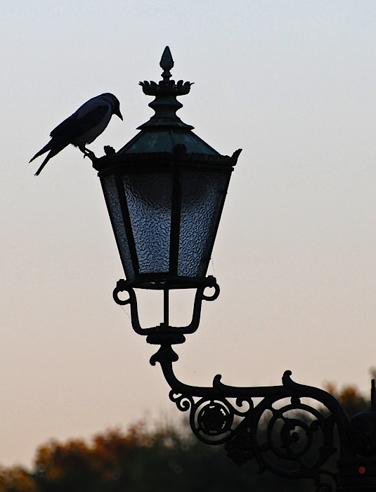Laterne+Vogel