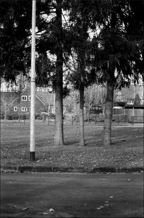 laternebäume