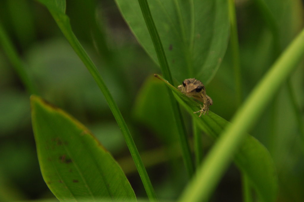 Laubfrosch 01