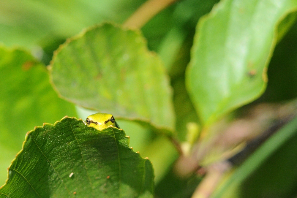 Laubfrosch 19.7.10