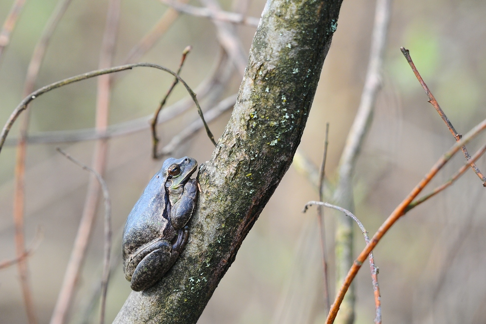 Laubfrosch 2013.04.30