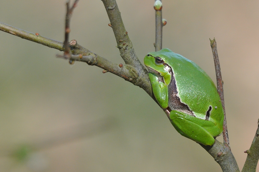 Laubfrosch 24.4.09