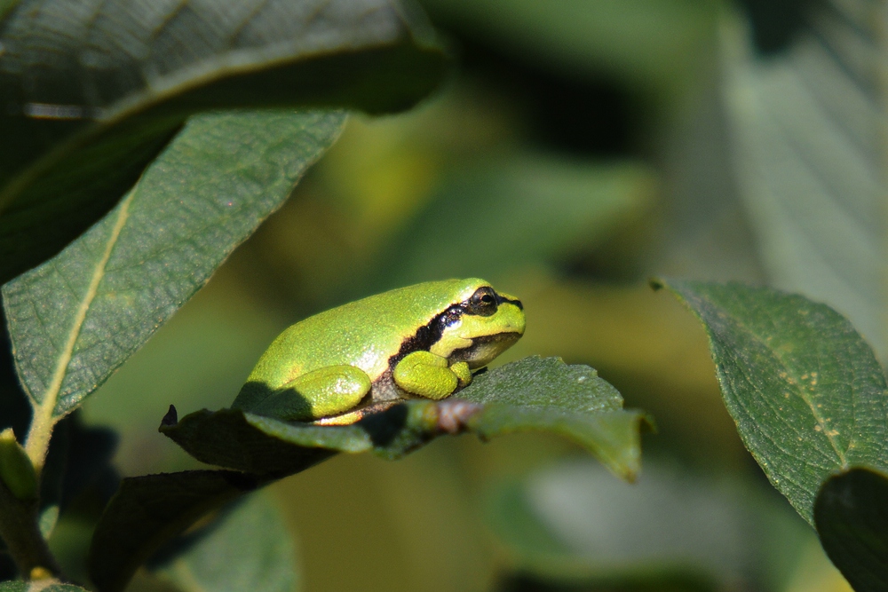Laubfrosch klein