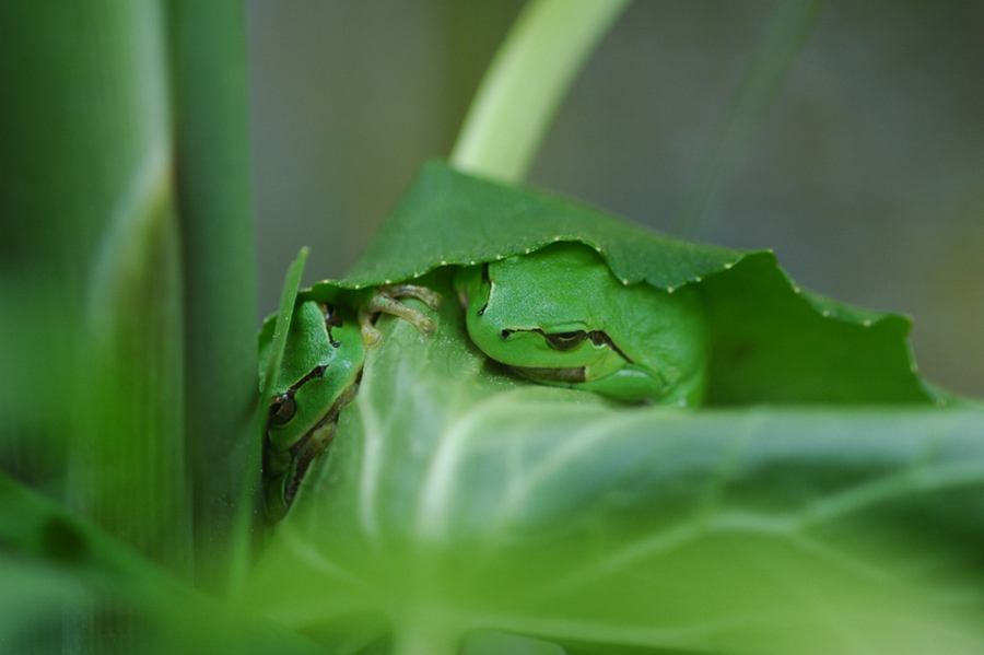 laubfrosch mal zwei