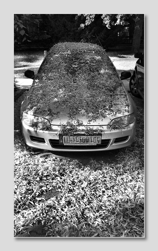 laubhonda