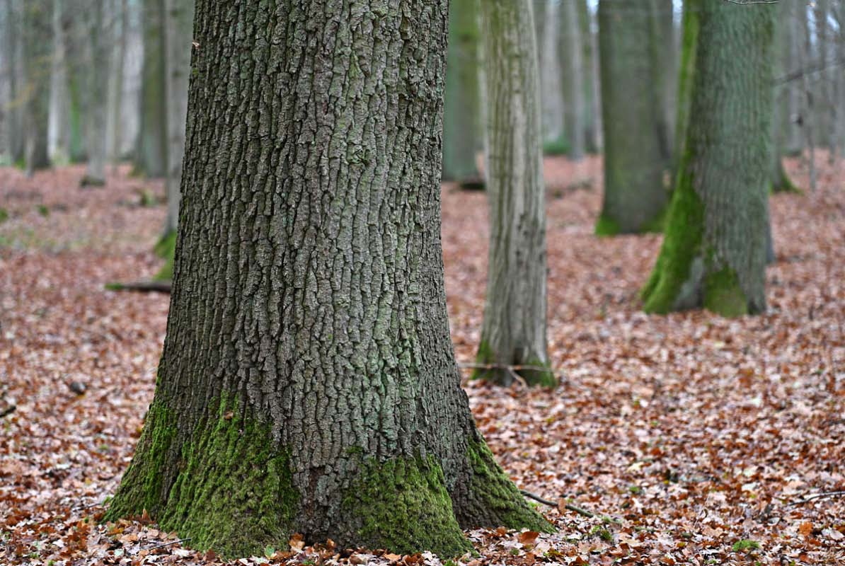 Laubwald.jpg