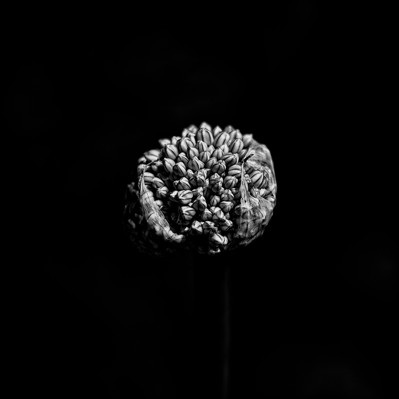 Lauchblüte.jpg