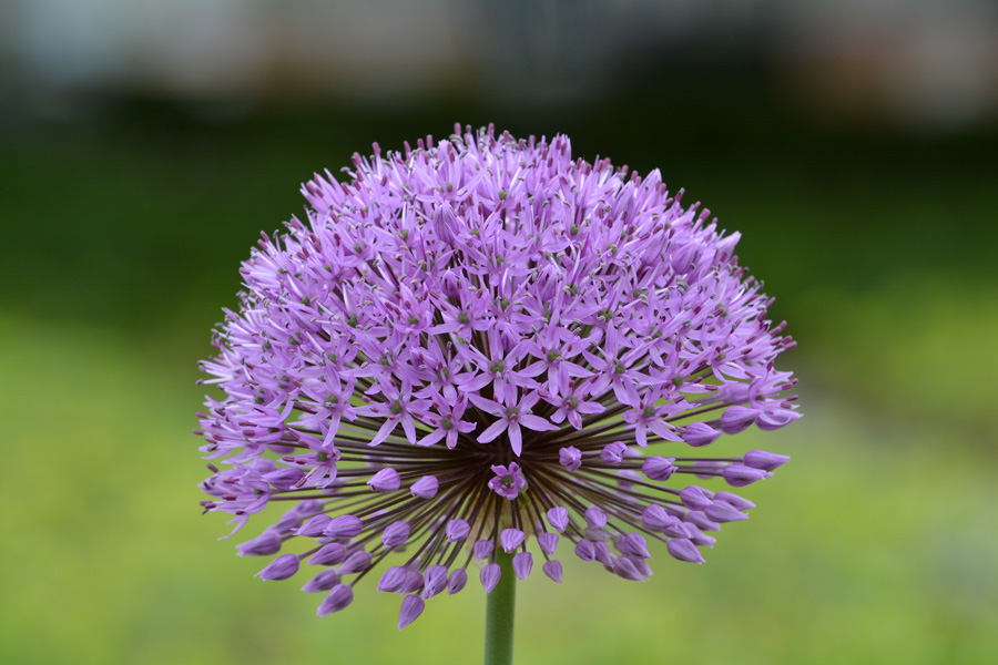 Lauchblüte