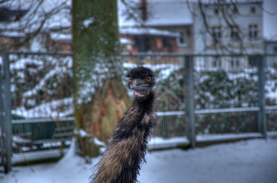 LaufvogelHDR4