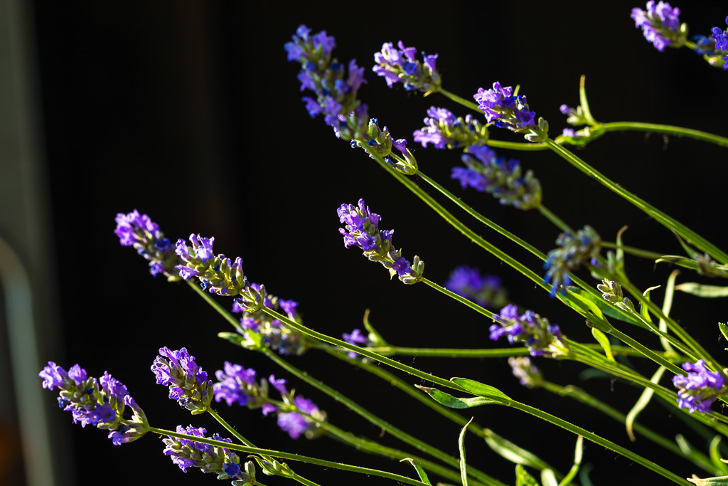 Lavendel 1