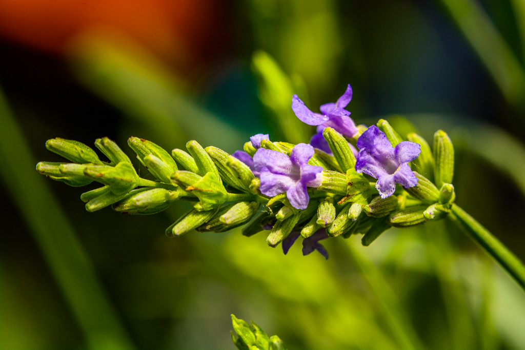 Lavendel 4