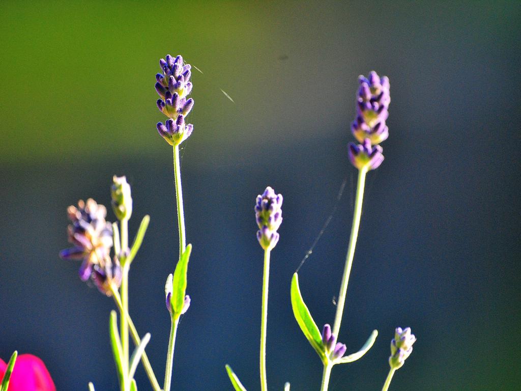 Lavendel I