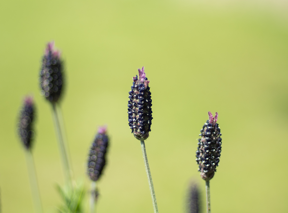 Lavendel P5140057