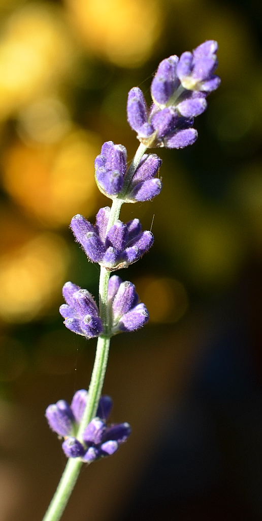 lavendel