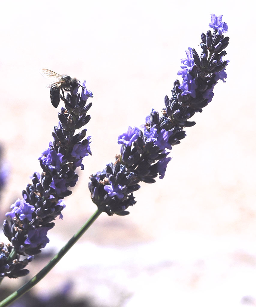 Lavendel