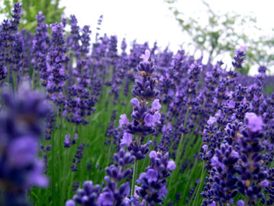 Lavendel